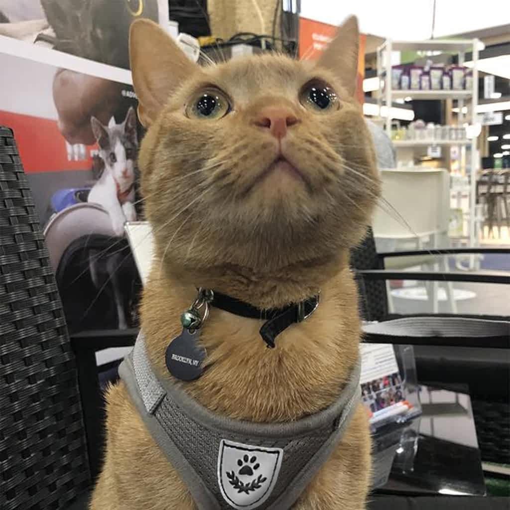 Kitten Harness And Leash Set&