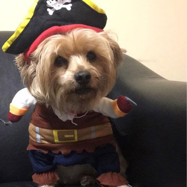 Dog Halloween Pirate Costume