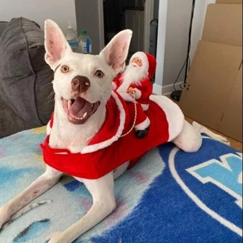 Christmas Pet Clothes-Santa Claus Riding Pet Cosplay Costumes