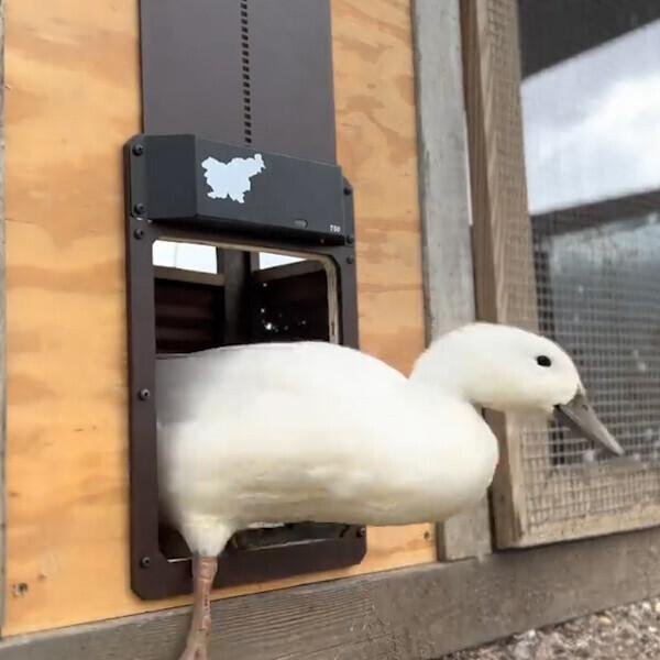 Poultry Farm Automatic Chicken House Door