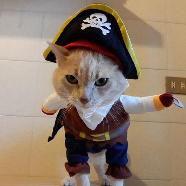 Dog Halloween Pirate Costume