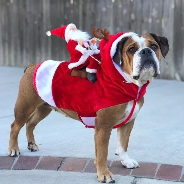 Christmas Pet Clothes-Santa Claus Riding Pet Cosplay Costumes