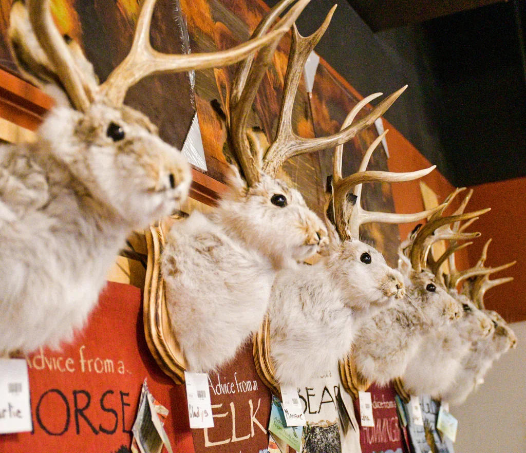 Jackalope - The Legendary Hare With Antlers