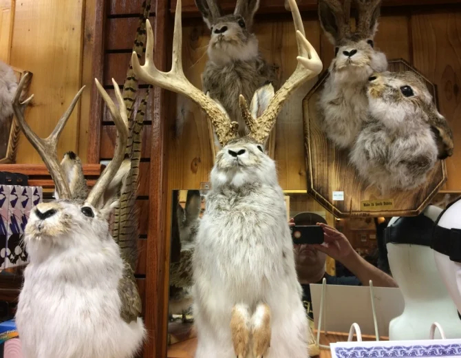 Jackalope - The Legendary Hare With Antlers