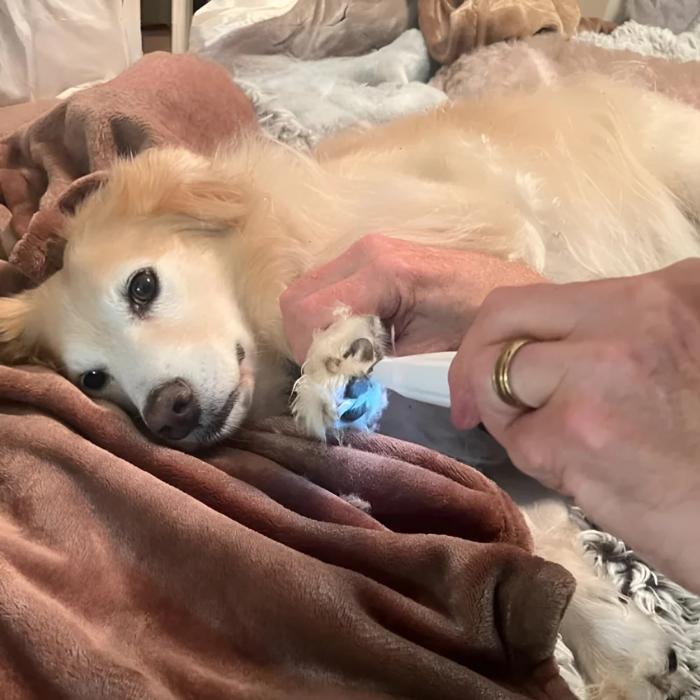 Dog Grooming Paw Trimmer Rechargeable Tool