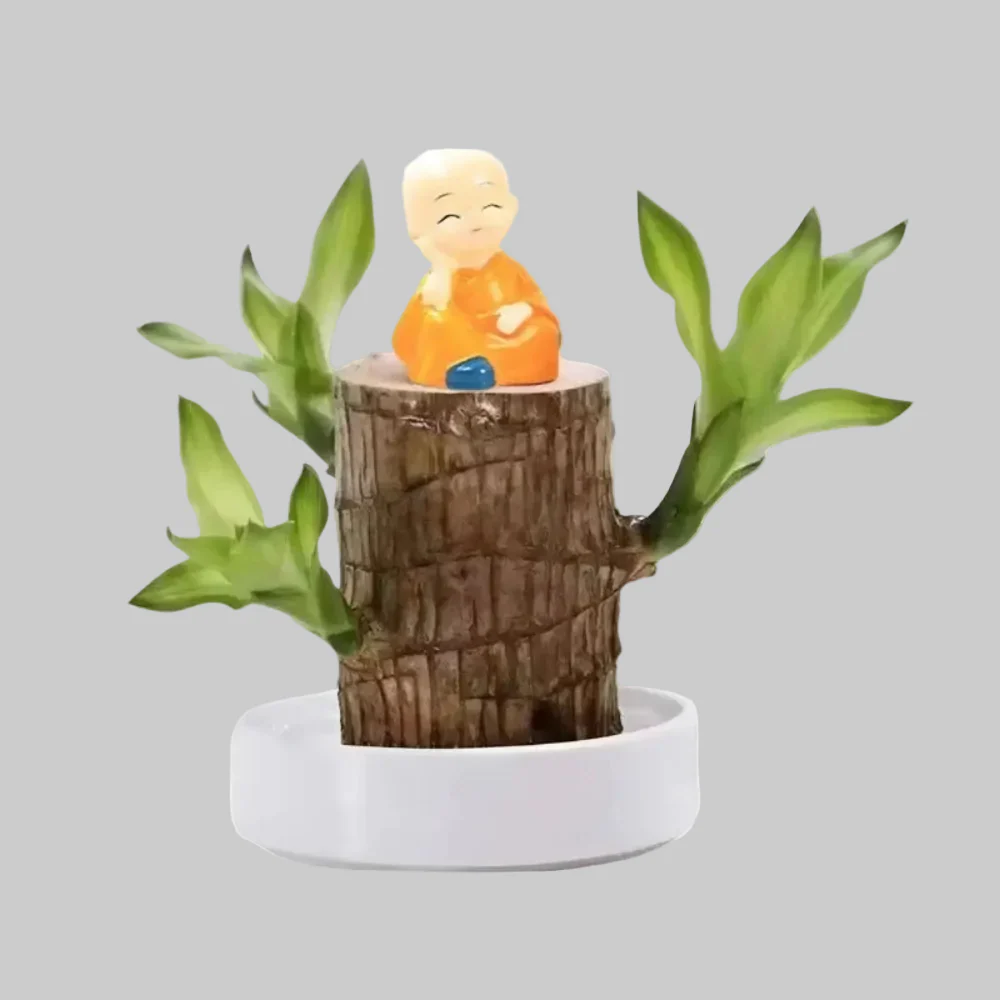 Lucky Bamboo Plant Decorative Pot Air Purification