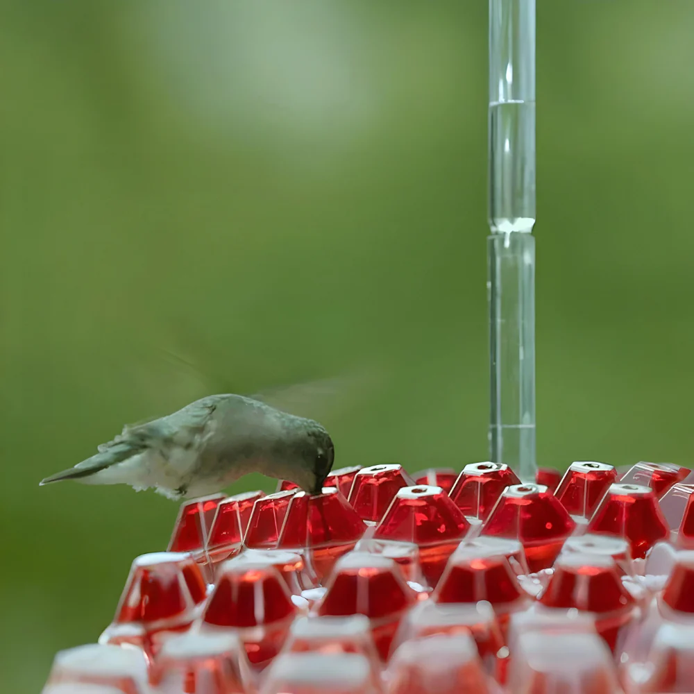 Hummingbird Feeder Nectar Hanging Garden Feeding Station