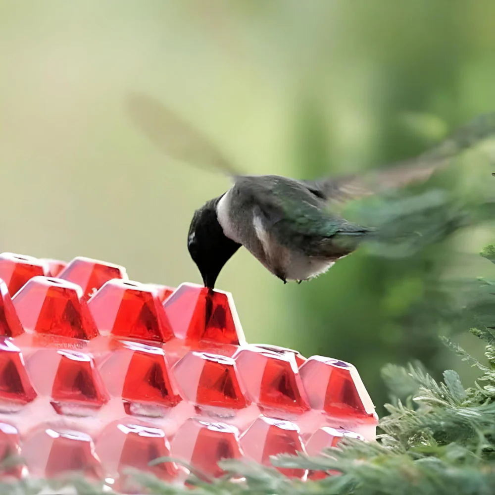 Hummingbird Feeder Nectar Hanging Garden Feeding Station
