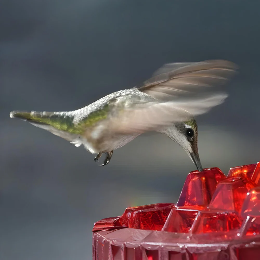 Hummingbird Feeder Nectar Hanging Garden Feeding Station