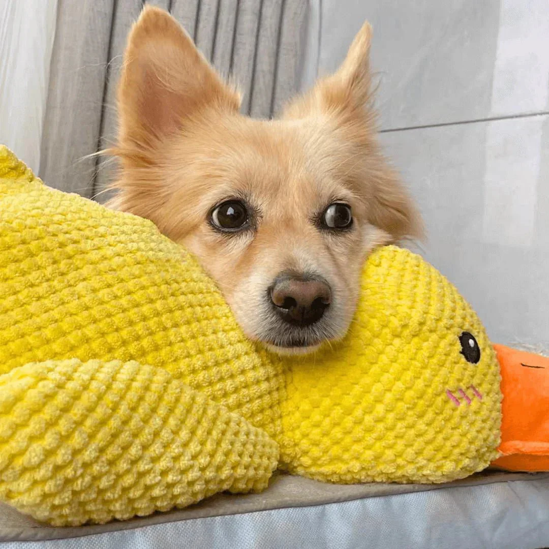 Calming Dog Toy Quacking Sound Chewing Play